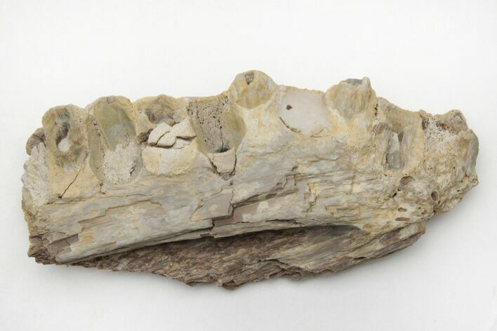 Monster Fish (Pachyrhizodus) Jaw - Kansas #216428